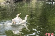 安陆吉林：罕见白鸬鹚连续两年“故地重游”
